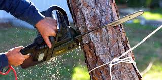 Best Tree Preservation Services  in Lake Lorelei, OH