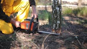 Best Tree Trimming and Pruning  in Lake Lorelei, OH