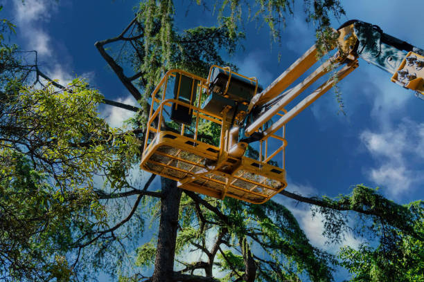 Best Commercial Tree Services  in Lake Lorelei, OH