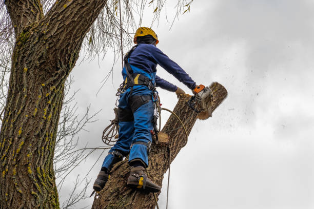 Best Tree Maintenance Programs  in Lake Lorelei, OH