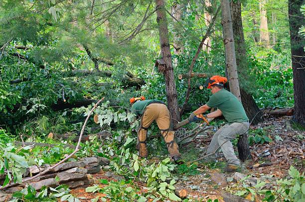 Best Emergency Tree Removal  in Lake Lorelei, OH