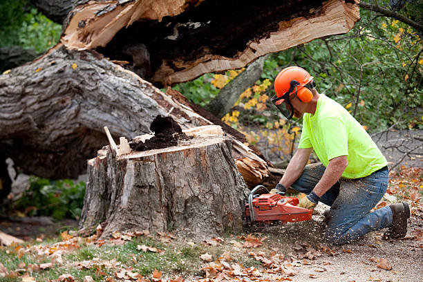 Best Palm Tree Trimming  in Lake Lorelei, OH